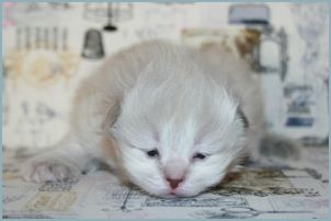 Female Siberian Kitten from Deedlebug Siberians